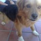 Unos familiares encontraron a Calcetines abandonado en mitad de un olivar. Como no sabían que hacer con él pensaron en regalarlo, hasta que un día fuimos a dar un paseo con Donald y decidió seguirnos a lo largo de todo el camino. Lo adoptamos a los pocos días y nunca más volvió a separarse de nosotros. 